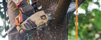 Best Tree Removal  in Campbell, MO